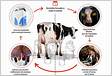 A fração proteica ingerida pelos bovinos de leite através da dieta é